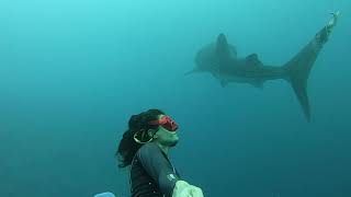 Lo squalo balena ed io nell'Oceano Indiano - Me and the whale shark in the Indian Oceans
