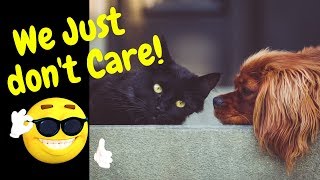 When dogs and cats just don’t care compilation~Funny dogs and Cats video~Animals being animals serie