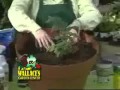 Planting Tomatoes into a Container