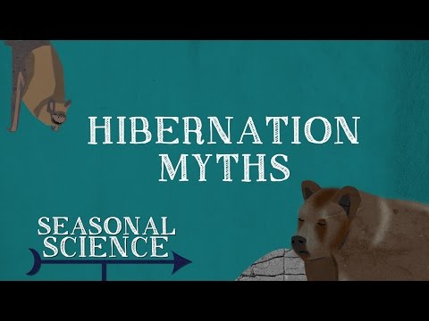 Hibernation Video