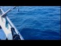 Dolphins @ Kuching, Sarawak (South China Sea)