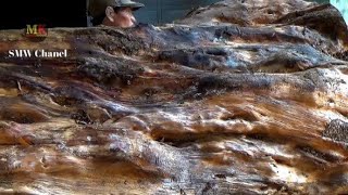 Priceless Giant Log. Sawmill