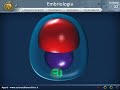 embriologia