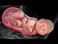 Patient Education Animation: Labor and Vaginal Birth