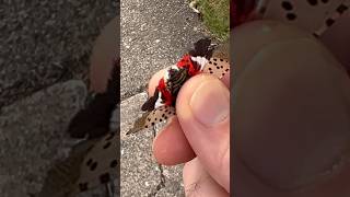 Bug Crush Spotted Lanternfly Guts Squeeze