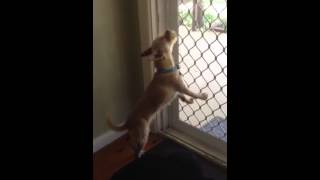 Dog imitates siren