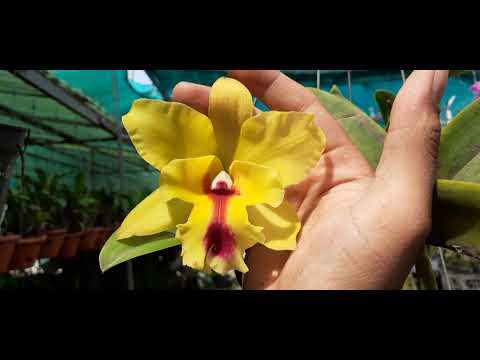 Cattleya ( Đã Bán Hết ). 15/02/2020 . 0908846804