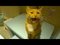 You DON'T WANT TO MISS THIS, TRUST ME! - TRY NOT TO LAUGH at FUNNY ANIMALS