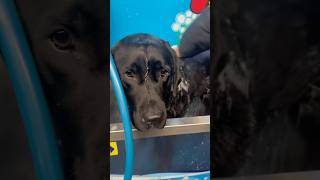 Como Dar Banho No Cachorro Na Australia