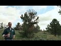White Pine Blister Rust (symptoms and pruning demo) - Barnyards & Backyards
