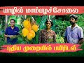 Mangoes in Yali | New Method of Cultivation | Orvasanai | IBC Tamil