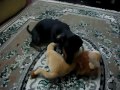 image Cachorro Transando Com Le O
