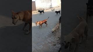 Desi Dog Ganwar Fight Scene