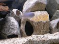 Cobalt Blue Zebra Cichlid (Metriaclima Callainos) Breeding or Spawning.
