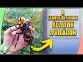 A Világ LEGBRUTÁLISABB Állatai