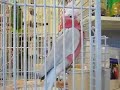 Title:Talking Galah - Rose Breasted Cockatoo Description:This Galah knows knows she's a pretty bird.