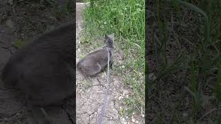 Кошка Гуляет На Поводке И Ест Траву. The Cat Walks On A Leash And Eats Grass #Shorts #Catvideos #Cat