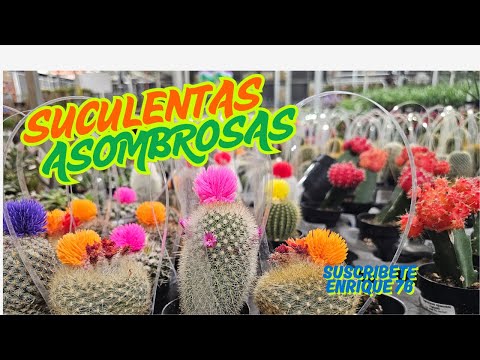 #Colorful cactus 🌼🤑 #Colorful cactus 🌼🤑