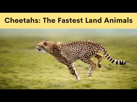 What To Know About Cheetahs