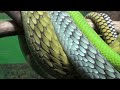 Amazingly BEAUTIFUL & DEADLY Snakes!