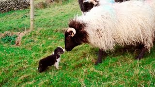 Download lagu Man's Best Workmate - Border Collie puppies | Big Week on the Farm | RTÉ One