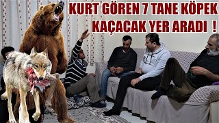 Kurt Gören 7 Tane Köpek Kaçacak Yer Aradi Dedi̇ Yaşanmiş Olaylar 16 Kangal, Anadolu Çoban Köpeği̇