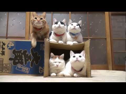 続・仲良しな５匹の猫動画〜あれ１匹足りないぞ・・・？？？