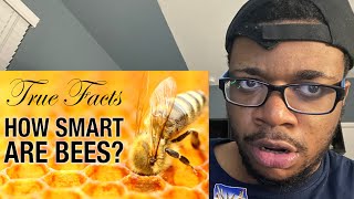 True Facts: Bees Could Do Freaking Math?!