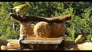 Owl Spring - Little ones
