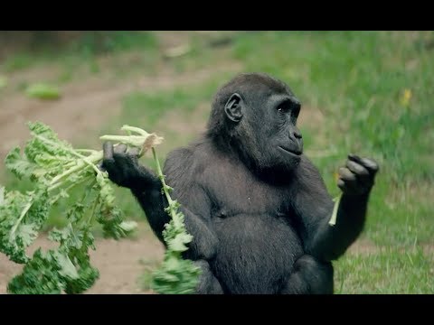 THE LION KING Visits the Bronx Zoo: Congo Gorilla Forest