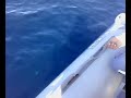 how to fish a squid?