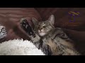 Funny CATS guaranteed to make you laugh - Funny cat compilation