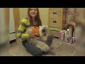Funny CATS guaranteed to make you laugh - Funny cat compilation