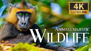Wild Majestic Animals 4K 🐾 Discovery Film With Relaxing Piano Music, Nature Video & Jungle Sounds