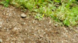 Hd浮く幼虫　-The Larva Which Floats-