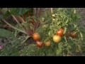 Jardin Partag images Jardin Partag