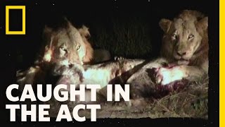 Lion Brawl Caught In The Act