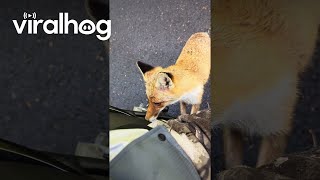 Friendly Fox Tries To Nibble Finger || Viralhog