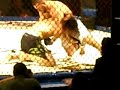 Title:4oz Fighter Daniel Pineda vs John Alvarez round 2 Description:Great finish ! katana cagefighting may 17th 2008