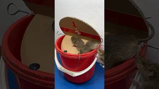 Best Homemade Mouse Trap Ideas Using Plastic Buckets #Rattrap #Rat #Mousetrap #Shorts