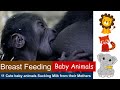 Breast Feeding - Baby Animals