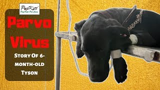 पहले दिन तो ऐसे लाया था जैसे "DEAD BODY" होती है | Parvo Virus Recovery Story | @Pupkitt Pet Care