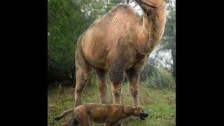 Титанотилопус Anotylopus Nebraskensis 2 Часть