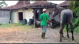 proses perkawinan kuda negro dengan Jawa .  no sensor