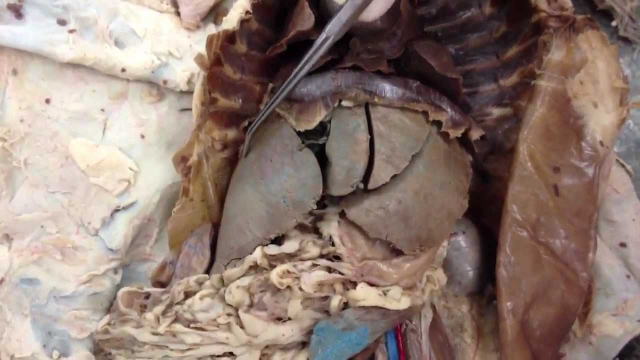 Lobes of the Lungs & Liver - YouTube