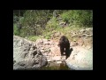 Cautious Bear