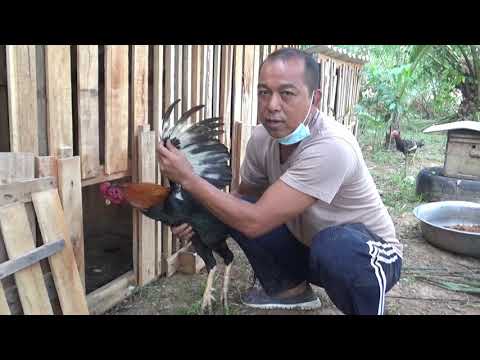 ตรัง สุดยอดนายดาบเลี้ยงไก่ชนขายออนไลน์ถึงเขมร