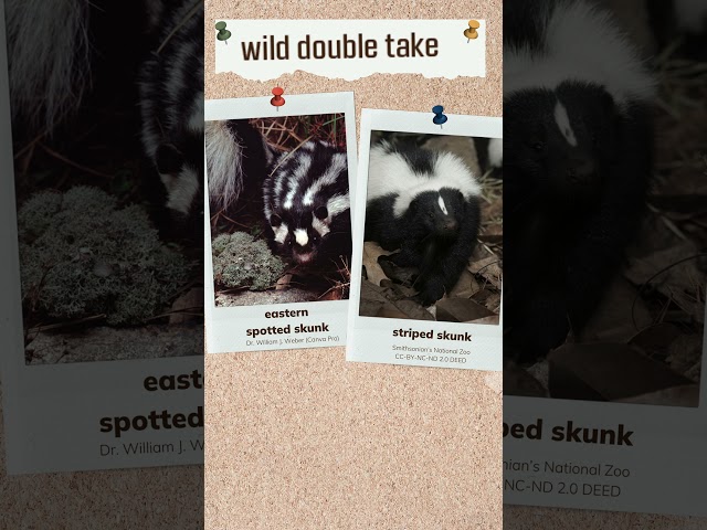 Watch Wild Double Take: Spotted and Striped Skunks on YouTube.