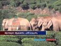 Wild Elephats attacks Malakkapara