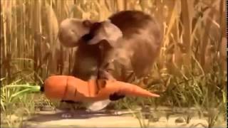 Gopher Broke
